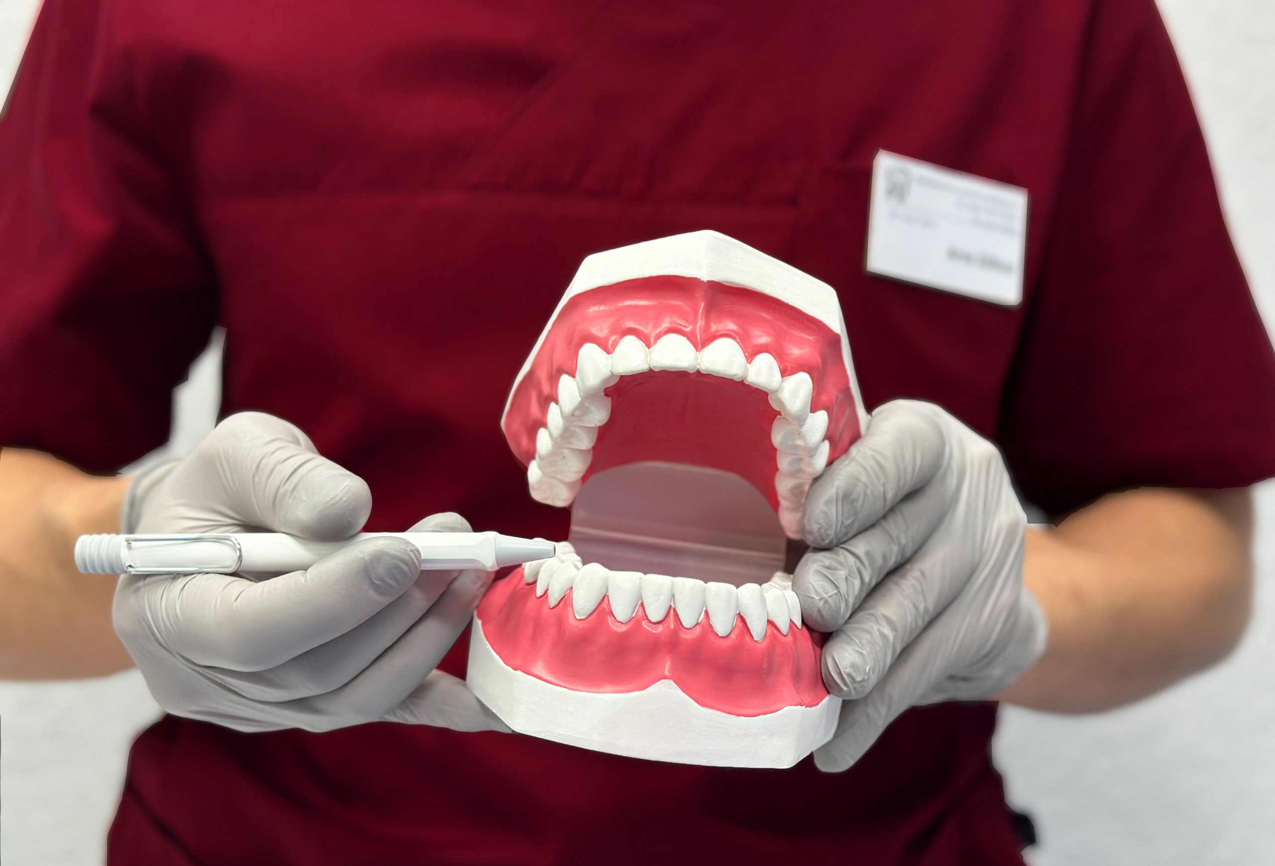 Zahnarzt Dr. Arne Zöllner erklärt am Zahnmodell.